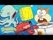 SpongeBob Characters Become Real Animals! 🐟 'Feral Friends' - SpongeBob