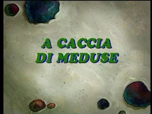 A caccia di meduse