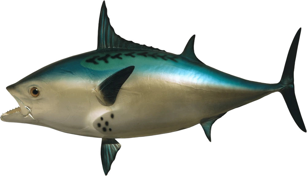 Realistic Fish Head SpongeBob Tower Defense Wiki Fandom