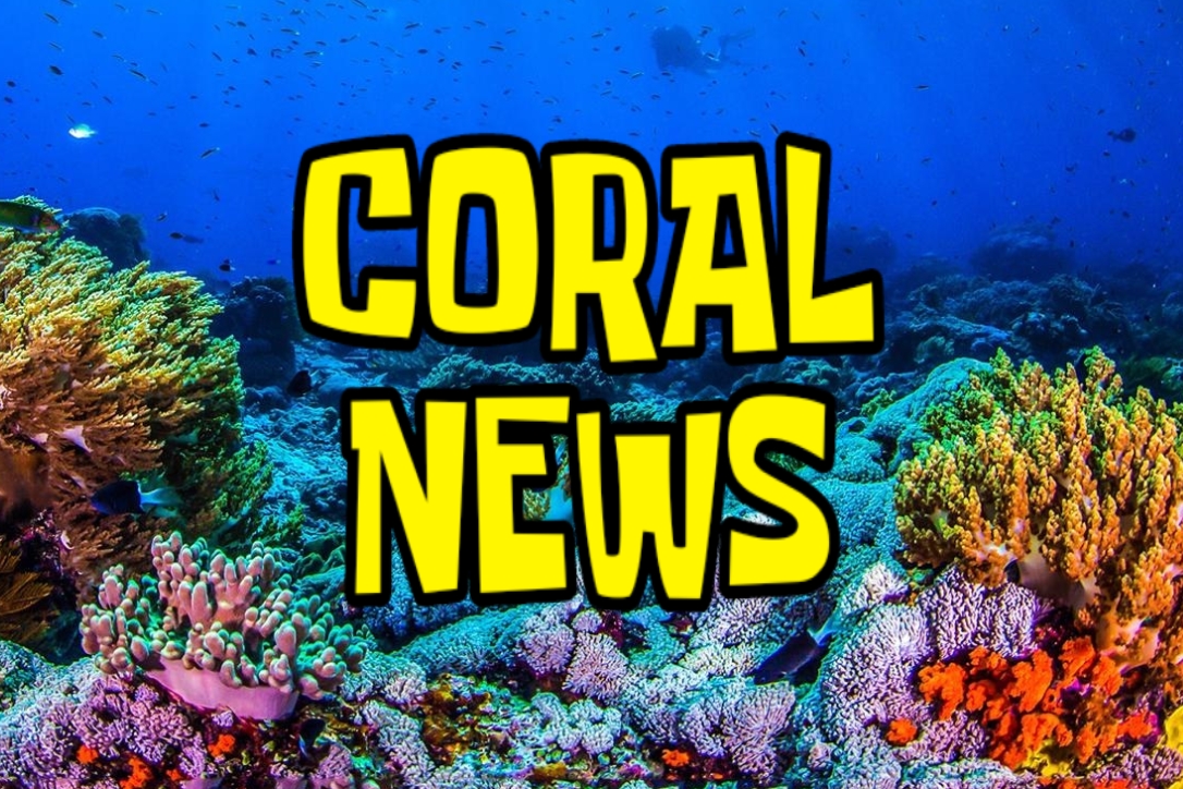 Coral News | SpongeBob Fanon Wiki | Fandom