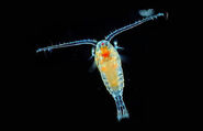 A Plankton in Real life