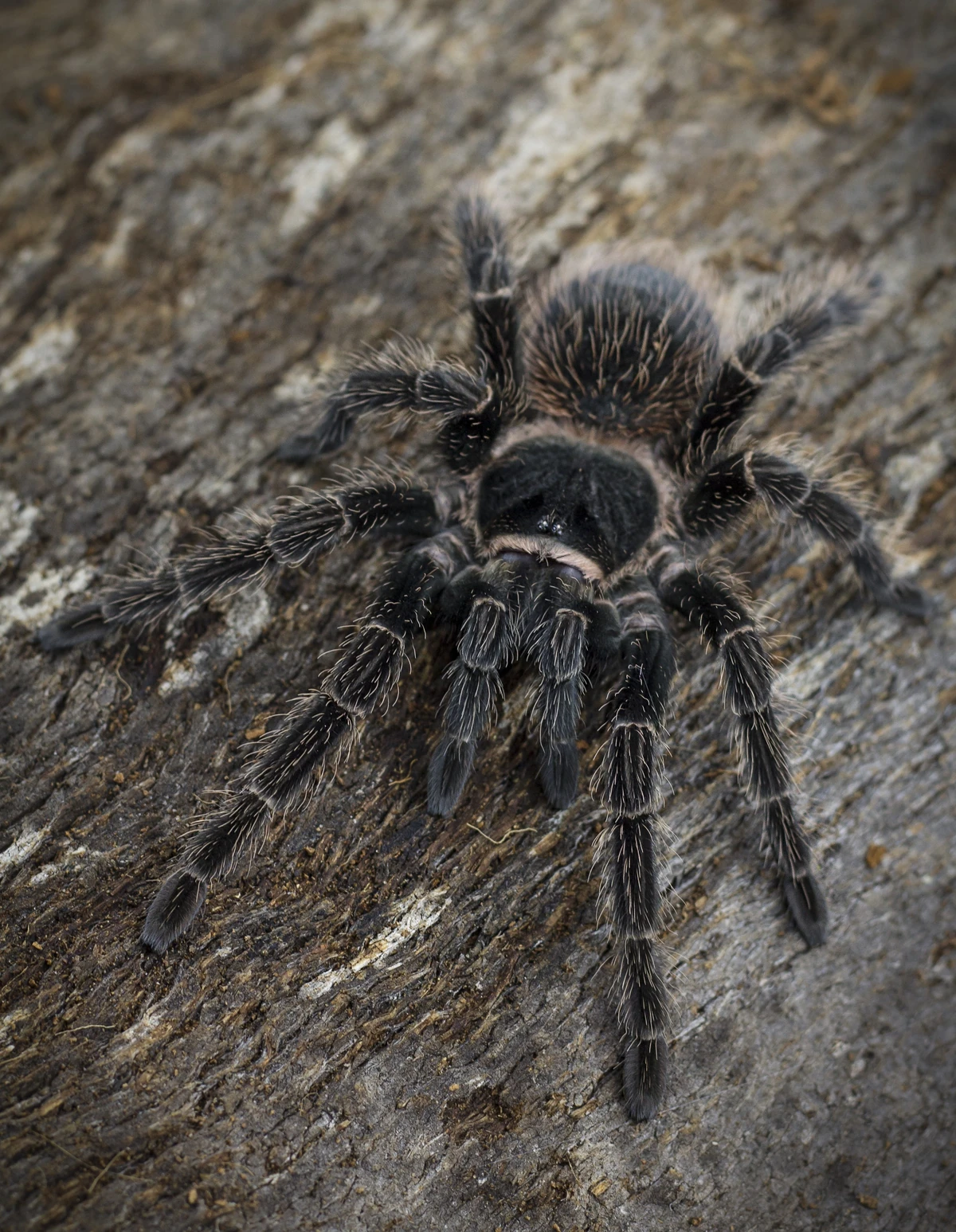 Salmon pink birdeating tarantula Spider Wiki Fandom