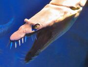 Nothosaurus head