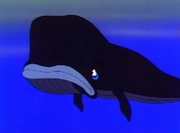 TLMS Pygmy Sperm Whale