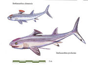 StethacanthusesDB 2