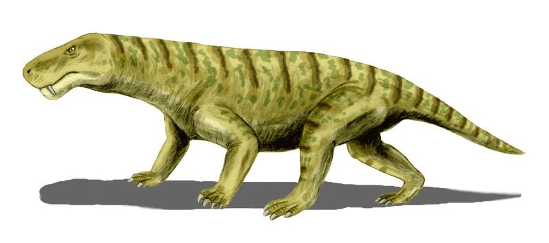 Ikrandraco < Pterodactyloidea.  Prehistoric animals, Prehistoric  creatures, Prehistoric art