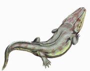 Rhinesuchus1DB