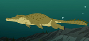 American Crocodile AN