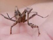 Insectpredators large-mantis