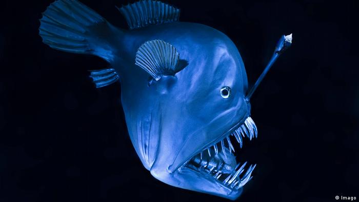 deep sea fish with light lure