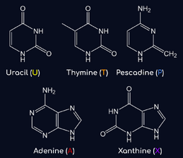 Abzu Nucleic Acids.png