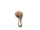 Глазоног