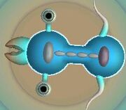 Penut shaped cell