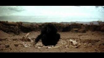 Ape._'2001_A_Space_Odyssey'_Dawn_of_man