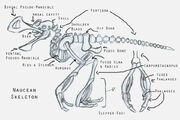 Naucean skeleton.jpg