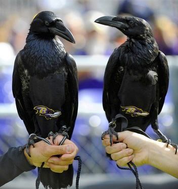Rise and Conquer (Baltimore Ravens), SportsMascots Wikia
