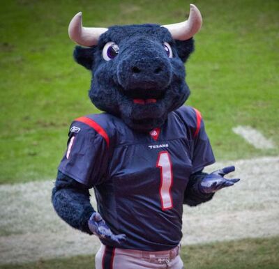 Houston Texans #Football  Houston football team, Cute animal