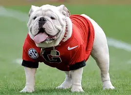 Uga the bulldog
