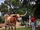 Bevo (University of Texas at Austin)