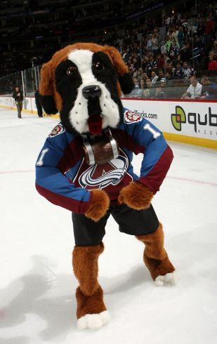 colorado avalanche dog jersey