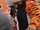 Who Dey (Cincinnati Bengals)
