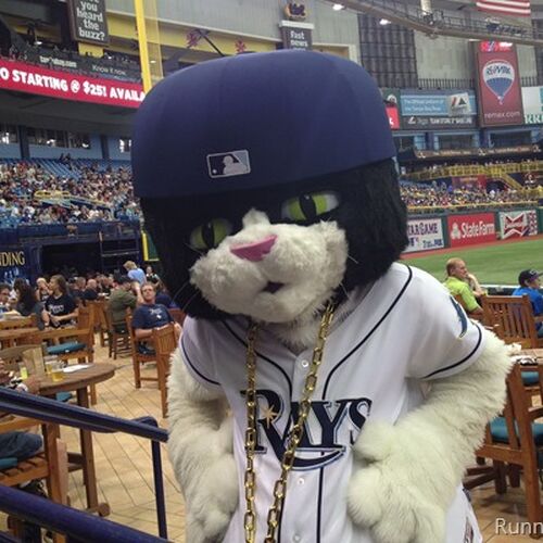 Super Cute. DJ Kitty from the Tampa Bay Rays. : r/aww