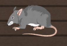 stick of truth get past rats