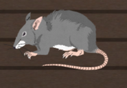 Unusually large rat