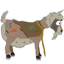 Ic item afghani goat