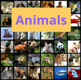 Different-types-of-animals-collage kindlephoto-1423395.jpg