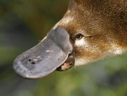 Duckbilled platypus