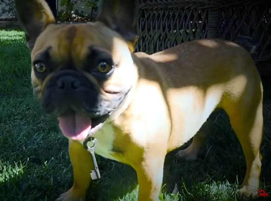 Douglas Spy Ninjas vs Project Wiki Fandom