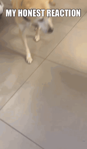 My Honest Reaction Dog GIF - My Honest Reaction Dog Reaction