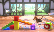 The Nintendogs stage.