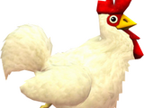 Cucco