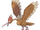 Fearow (Pokemon)