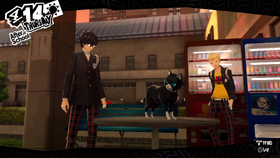 Morgana cat