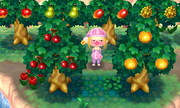 Varios árboles con fruta en Animal Crossing New Leaf