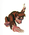 Artwork de Palmeo en Donkey Kong Country