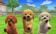 Tres Caniches Toy en Nintendogs + Cats