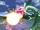 Ataque de Rayquaza (1) SSBB.png