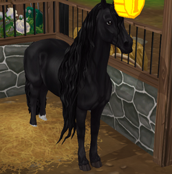 Jorvikscher Friese Star Stable Wiki Fandom