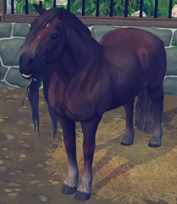 Jorvikscher Friese Star Stable Wiki Fandom