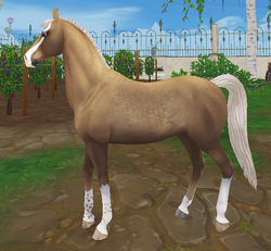 Marwari Star Stable Wiki Fandom