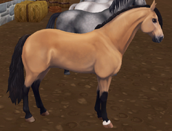 Andalusier Star Stable Wiki Fandom