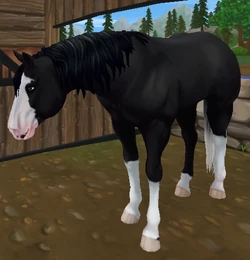 American Quarter Horse Star Stable Wiki Fandom