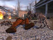 Chomik 3.jpg (408 KB) Chomiki jedzące zwłoki Ekologa