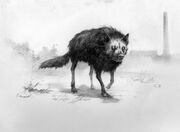 Black Dog
