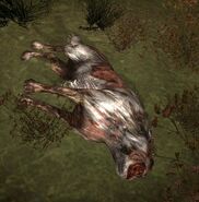 Dead dog