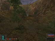 Walk toward the dead tree to find the backpack.